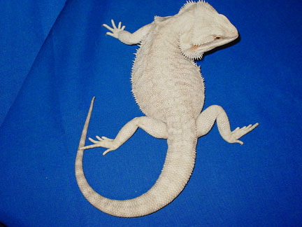 top best bearded dragon breeders - Fire and ice dragons
