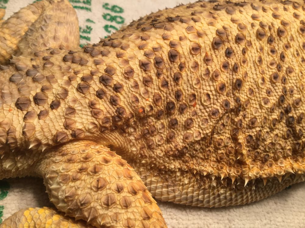 Bearded Dragon Mites- A Veterinarian Weighs In