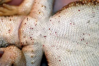 What Are Bearded Dragon Mites?