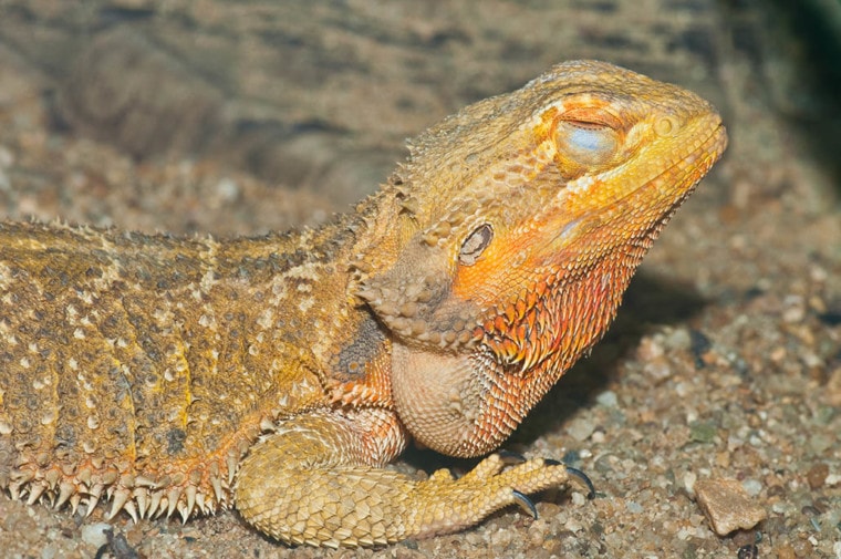 Bearded dragon mites spread reasons