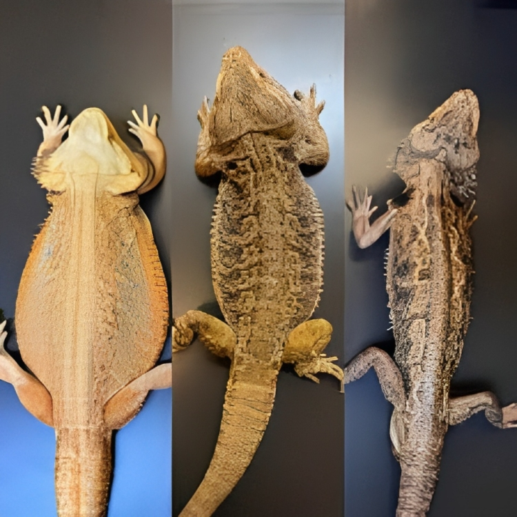 Bearded Dragon Weight & Size Chart