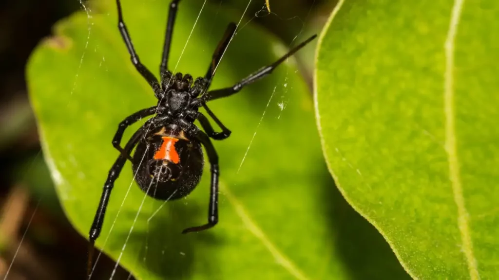 Are Black Widows Noisy?