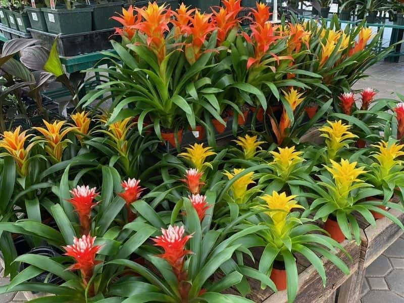 Bromeliads - 10 safe plants for bearded dragons tank