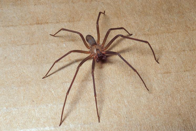Do Brown Recluses Make Noise?