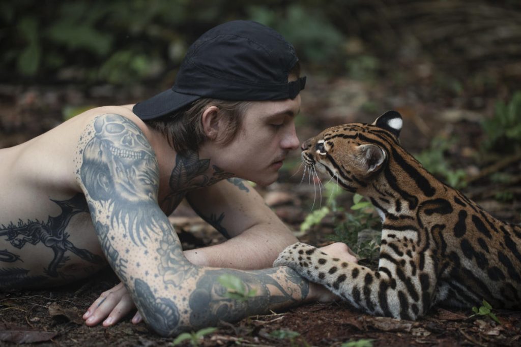 Can I Tame a Ocelot?