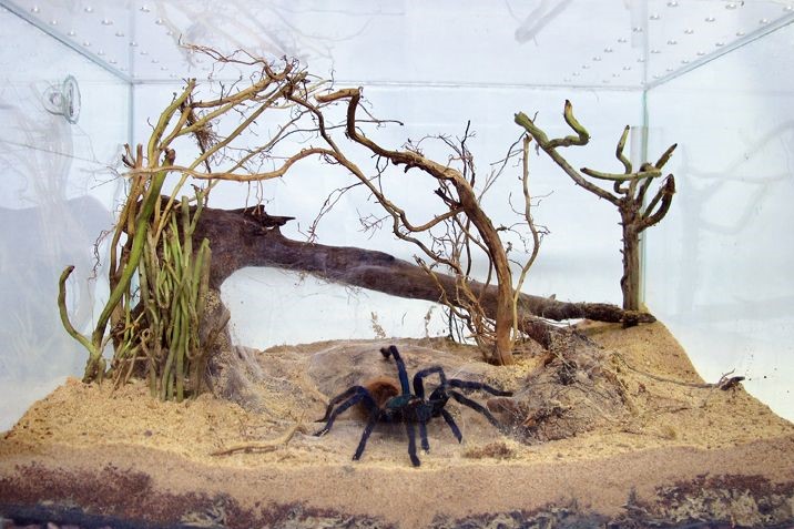 Can My Pet Spider Jump Out of Their Enclosure?