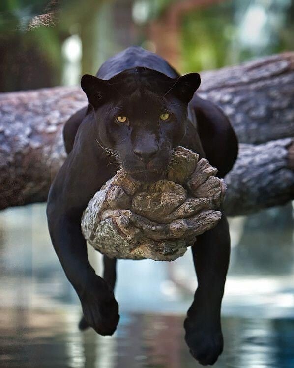   Can You Own A Pet Panther?- Know The Truth