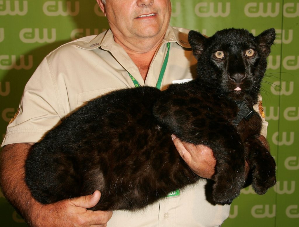 Can You Own a Pet Panther?
