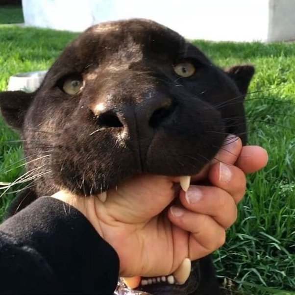 Can You Train a Pet Panther? 