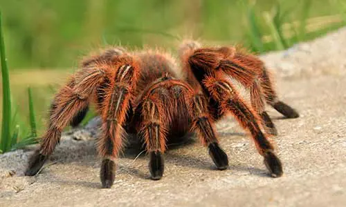 Chilean rose-haired tarantula 