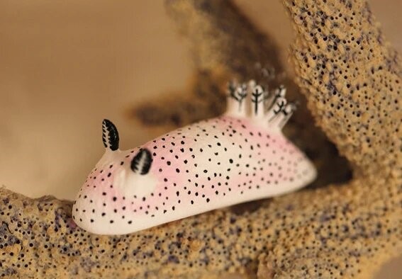 Do Sea Bunnies Make Good pets?