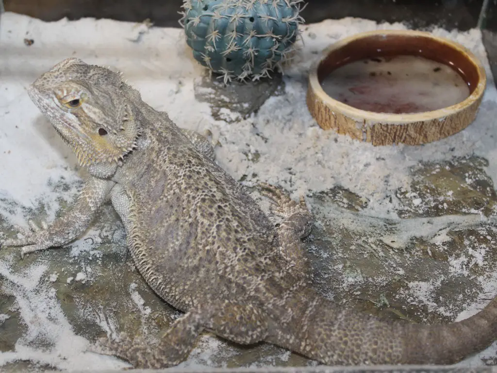 Handling and disposing of bearded dragon poop 