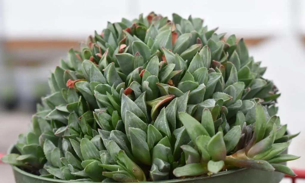 Haworthia- 10 safe plants for bearded dragons tank