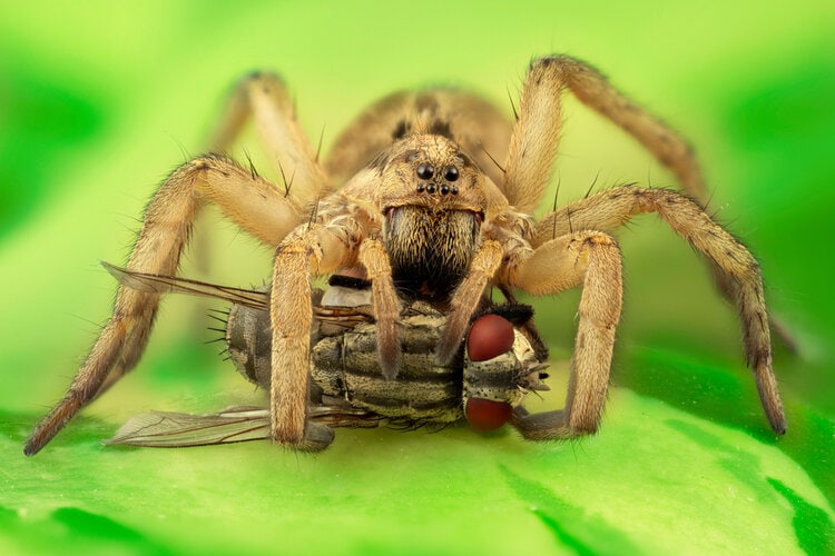 How Long Do Spiders Live Without Food or Water?