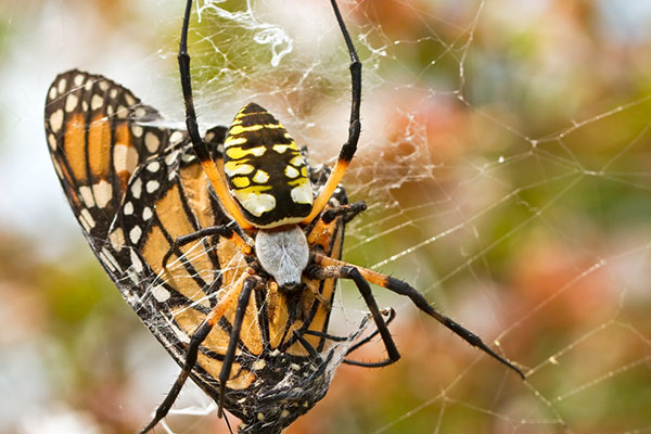 How Long Do Spiders Live Without Food or Water?