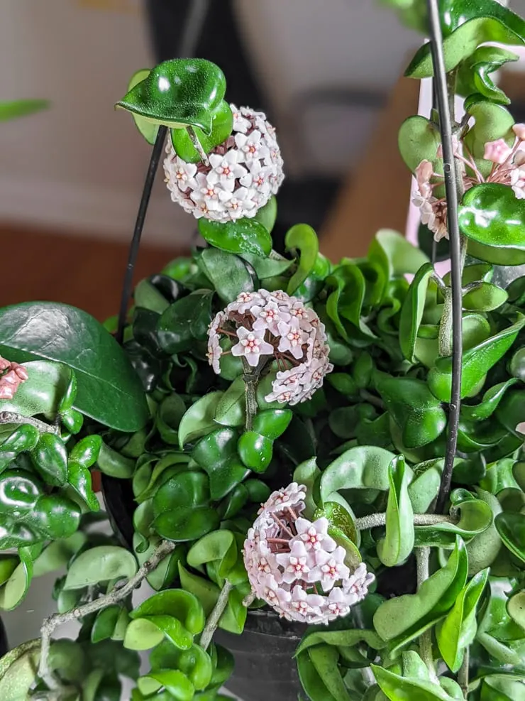 Hoya australis plant