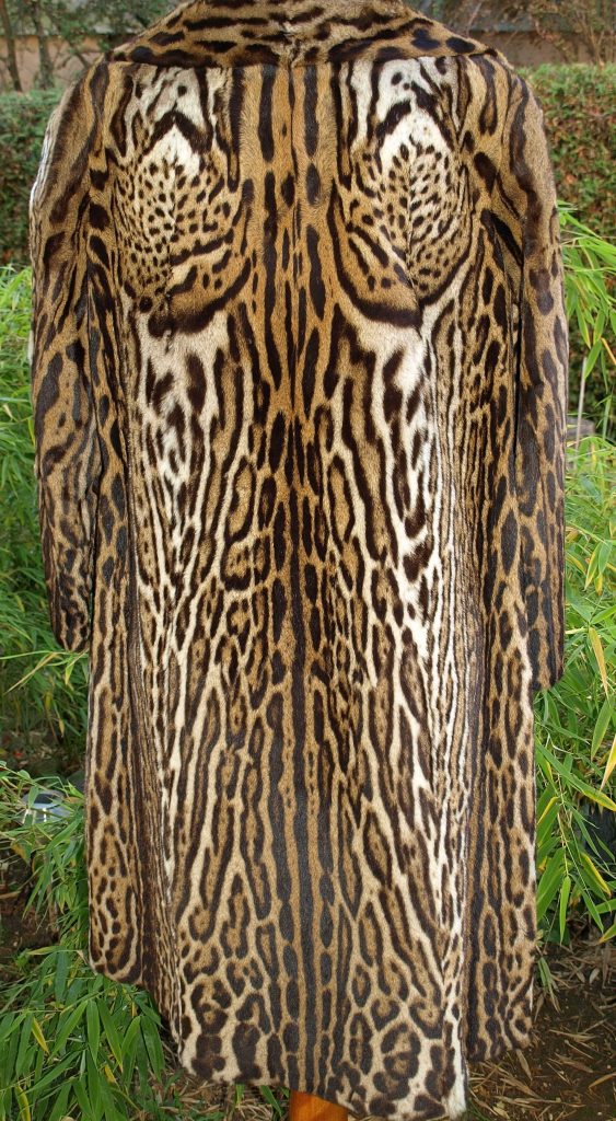 Ocelots Are Hunted for Fur