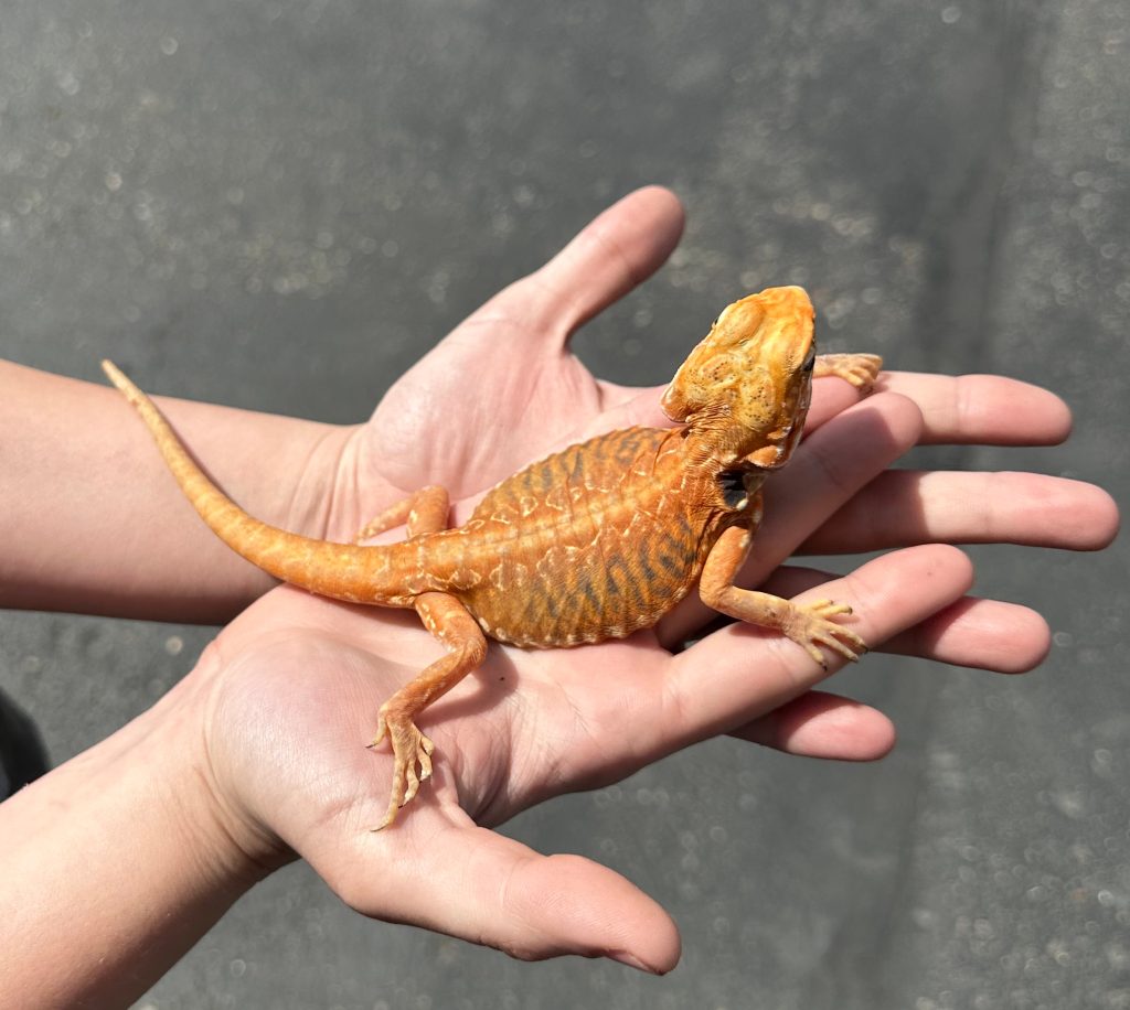 Beginners SHOULD NOT pet silkback bearded dragons!!