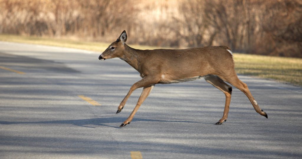 Reasons Why Deer Jump in Front of Cars