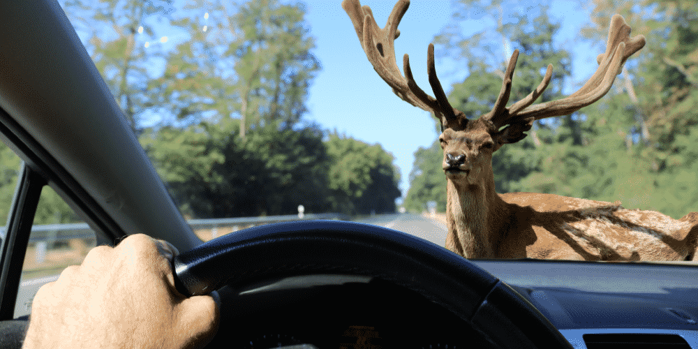 How to Avoid Hitting A Deer?