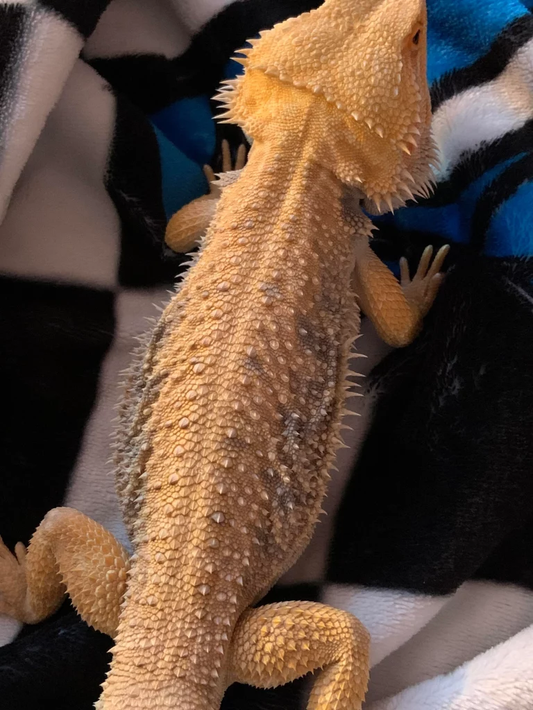 Signs Your Bearded Dragon is Skinny