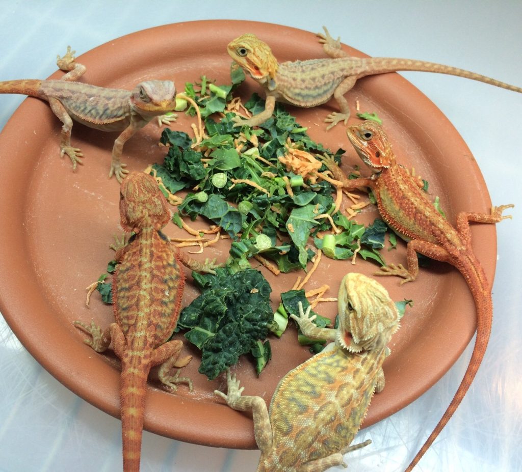 Diet of Silkback Bearded Dragon