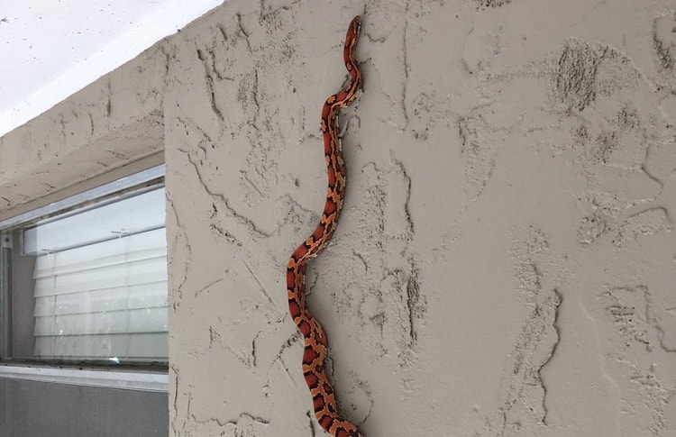  Snake Climb Stucco Walls