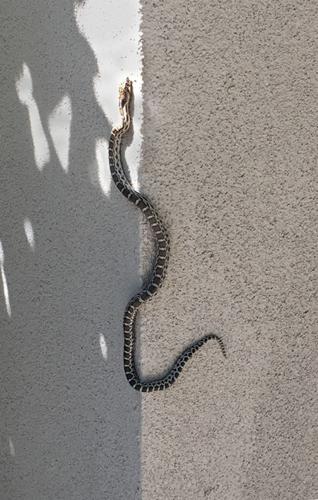 Can Snakes Climb High Concrete Walls?