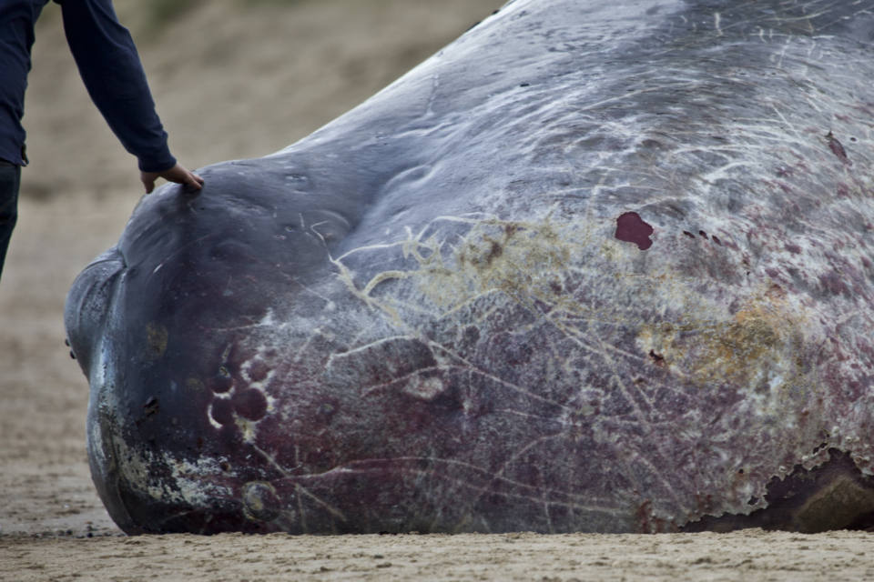 Sperm whale 