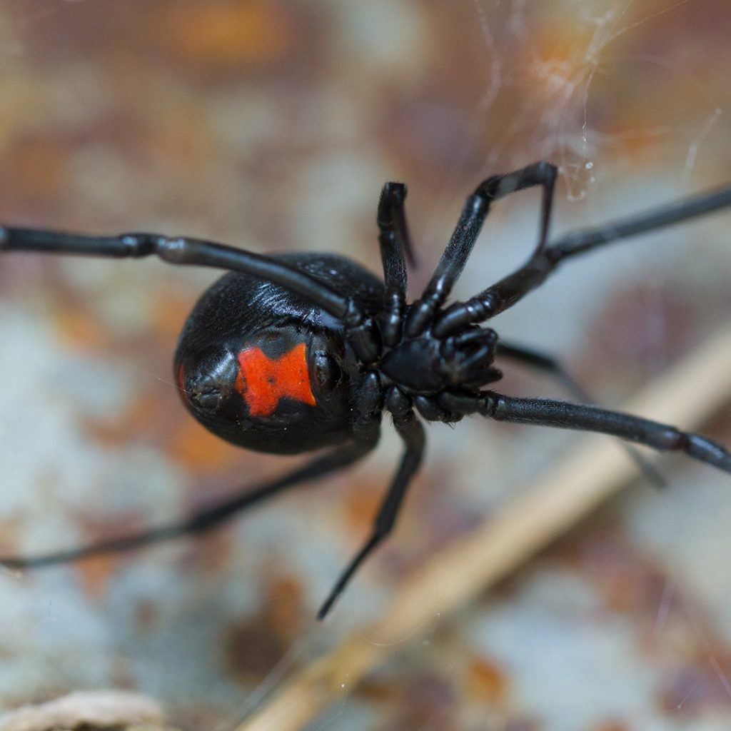 The Black Widow Spider