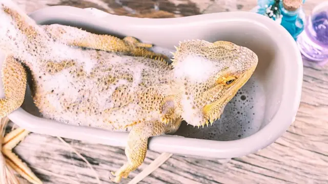 Can I Use Reptile Soap on My Beardie?