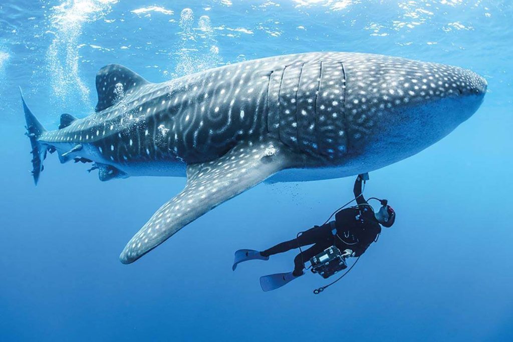 Whale Shark has the thickest skin of all animal.