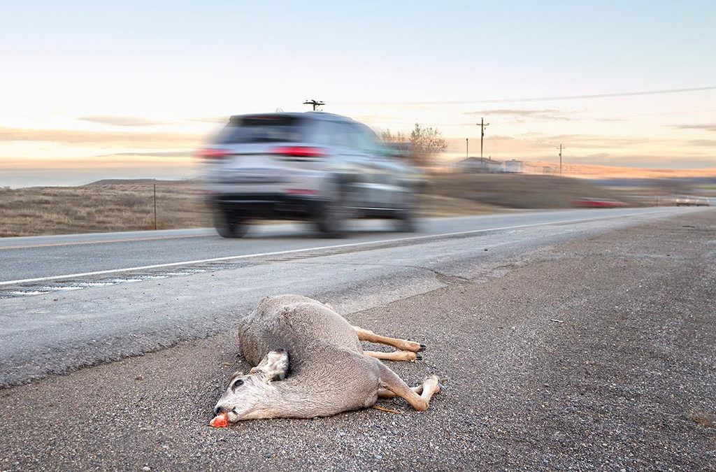 What Steps Should You Take If You Hit a Deer?