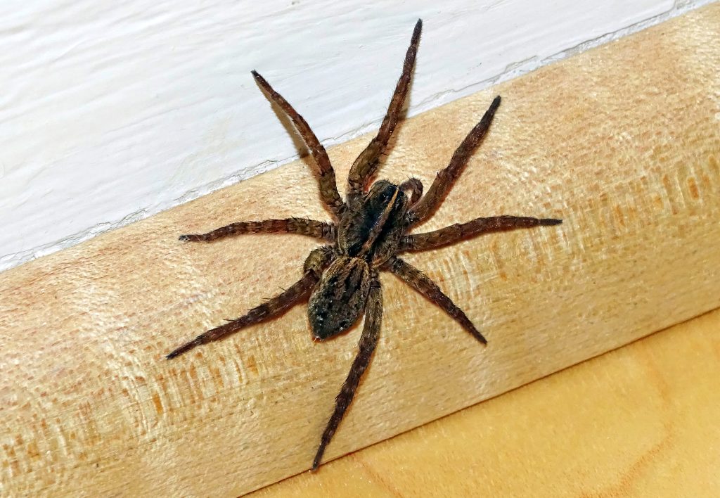 Do Wolf Spiders Purr?