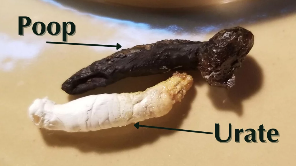 What a Healthy Bearded Dragon Poop Should Look Like?