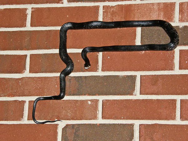 Can snakes climb brick walls?