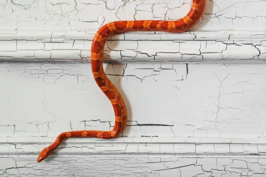 can snakes climb walls 