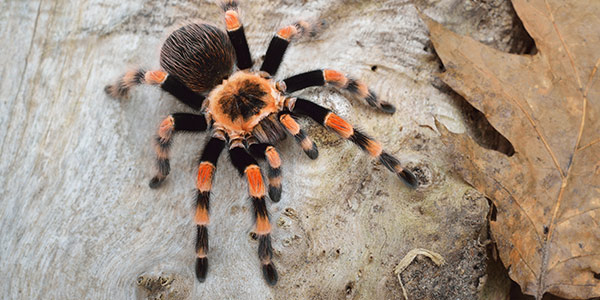 can tarantulas jump