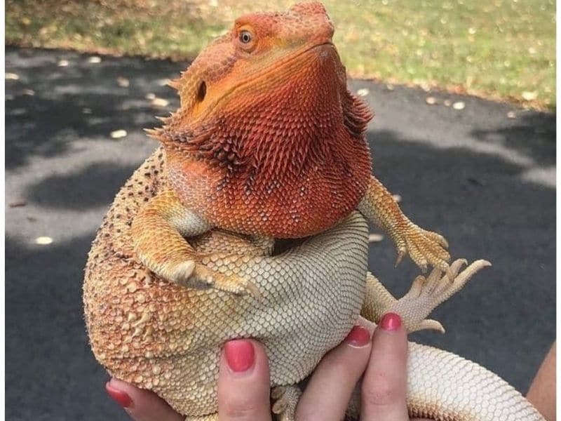How Do I Know if My Bearded Dragon is Too Fat?