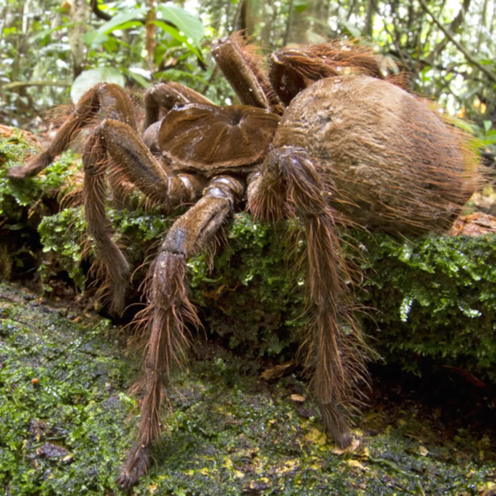  goliath bird-eating spider- Do tarantulas growl