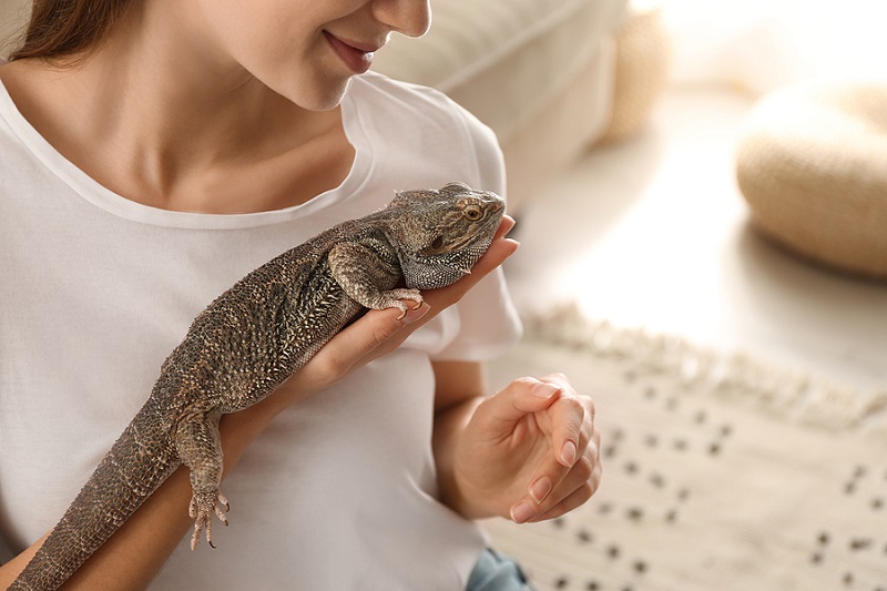Signs The Bearded Dragon Is Healthy