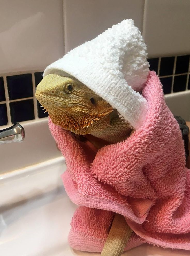 how to bathe a bearded dragon