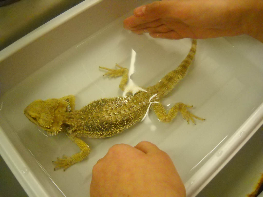 how to bathe a bearded dragon