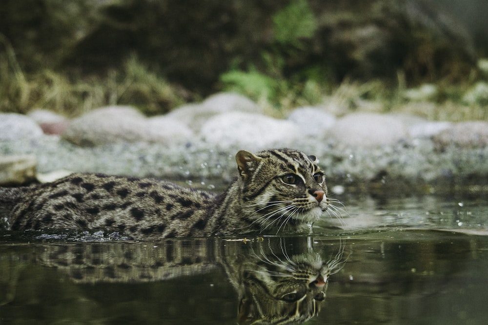  7 Interesting Ocelot Facts- They can swim
