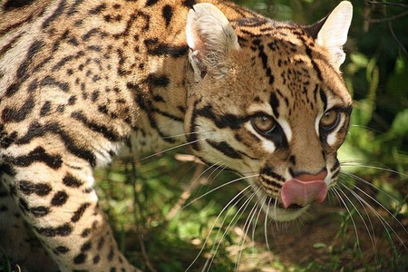  7 Interesting Ocelot Facts