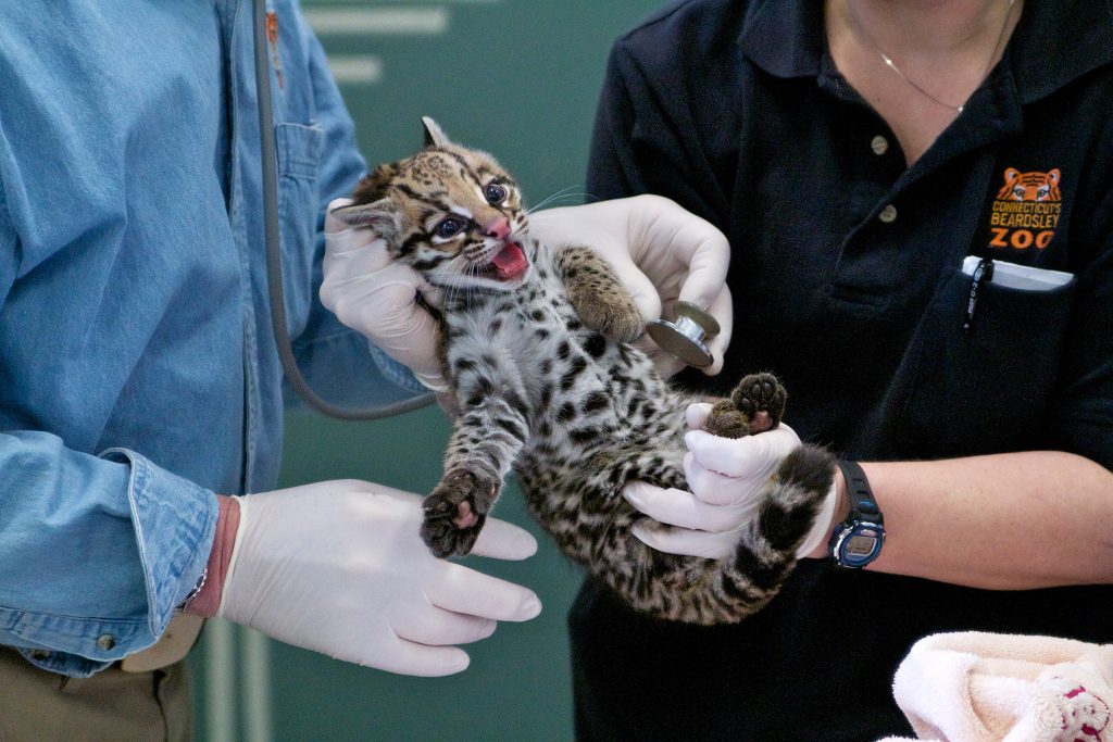 Do Ocelots Make Good Pets? ocelots care guide