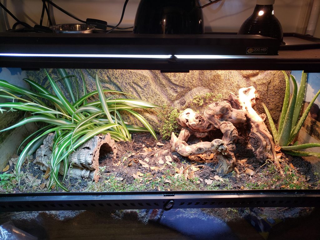 10 Safe Plants For Bearded Dragons Tank Plants To Avoid