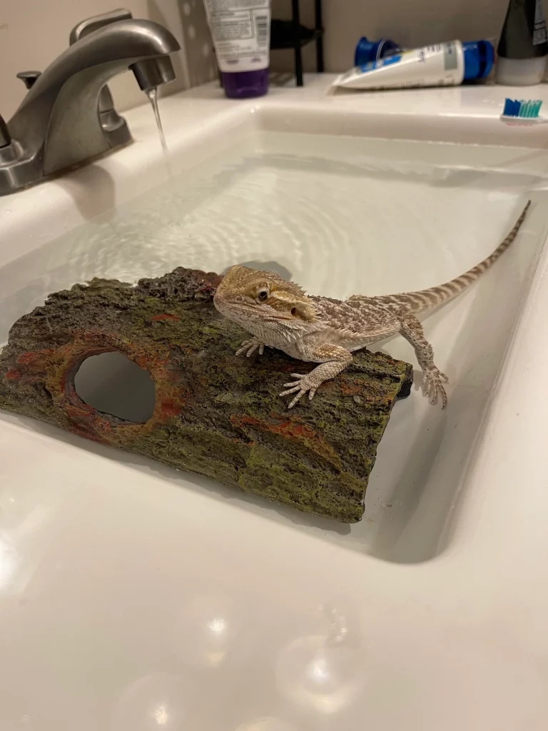 things you need to bath a bearded dragon