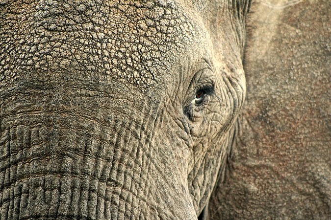 what animal has the thickest skin- Elephant