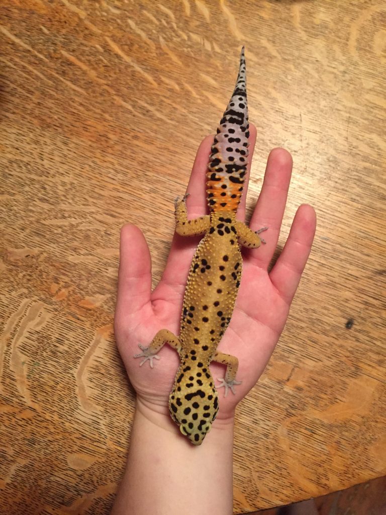 Adult Leopard Geckos